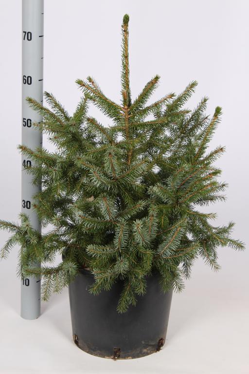 Picture of Picea omorika P29 (10 Ltr) 80/100CM-INCL-POT/POTGROWN