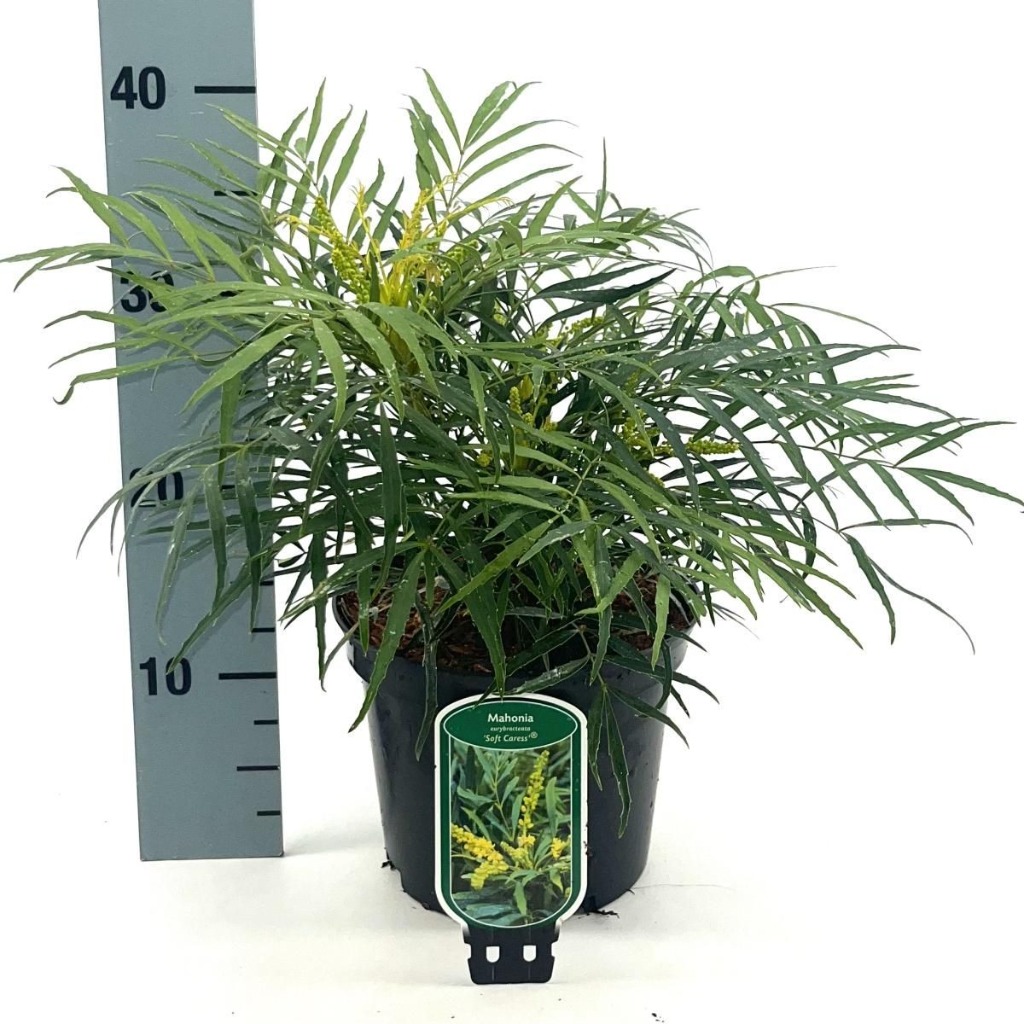 Mahonia eur. Soft Cares
