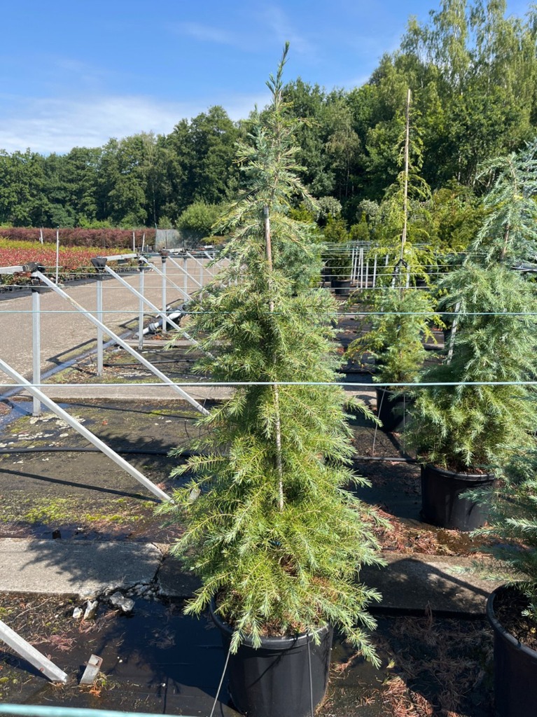 Cedrus deodara