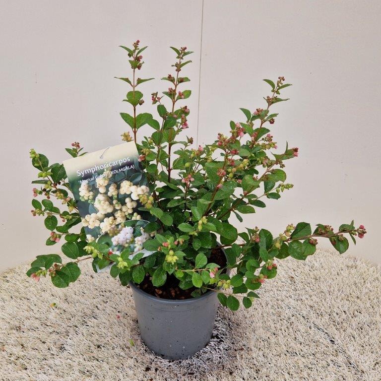 Picture of Symphoricarpos Magical Galaxy P21/4LTR 50-55 cm