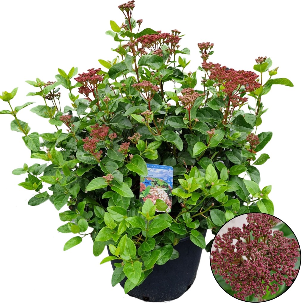 Picture of Viburnum tinus Lisarose P40-(30-LTR)