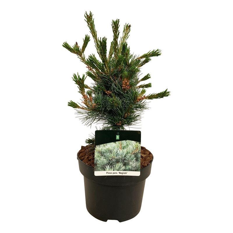 Picture of Pinus parviflora Negishi P23 (5 Ltr)