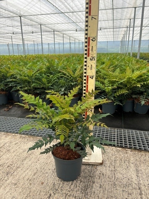 Mahonia Sweet Winter