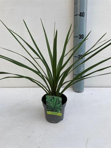 Picture of Cordyline aus. Peko P10.5