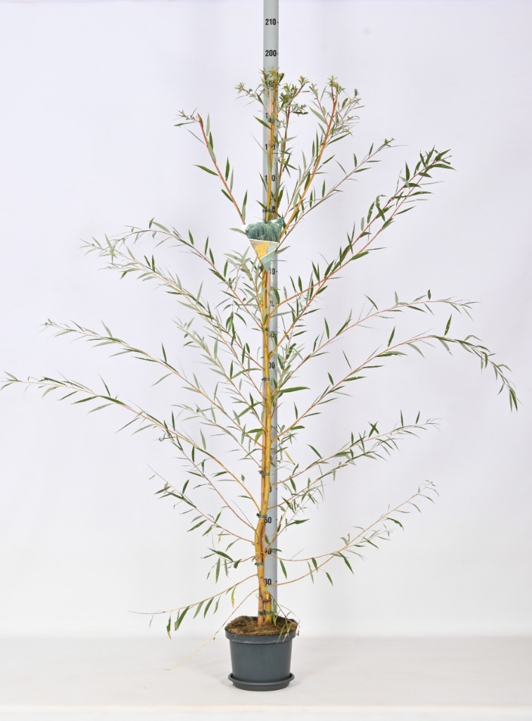 Picture of Trolley Deal 2024 Salix sep. Chrysocoma P23 (5 Ltr) F.O (227)