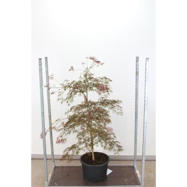 Picture of Acer pal. Inaba-shidare P36 (20 Ltr) 100/120