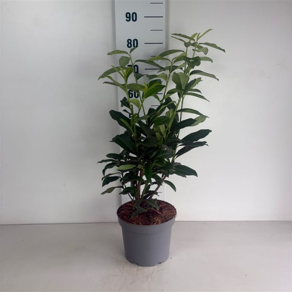 Picture of Prunus laur. Mariblon Genolia P23 (5 Ltr) 50/60