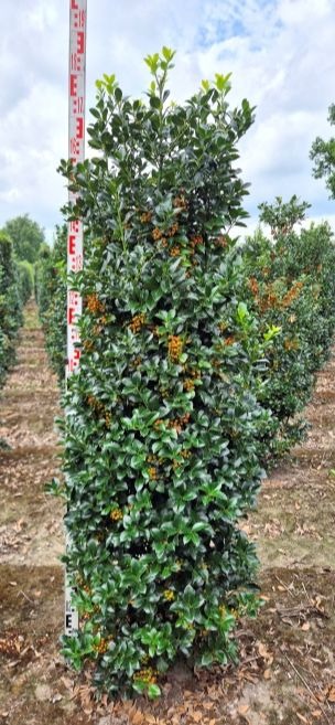 Image de Ilex mes. Heckenfee EXTRA ROOTBALL 160/180CM