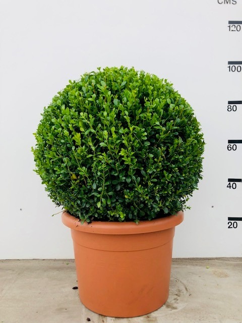 Picture of Buxus micr. Faulkner P42-(45-LTR) BALL-60/65