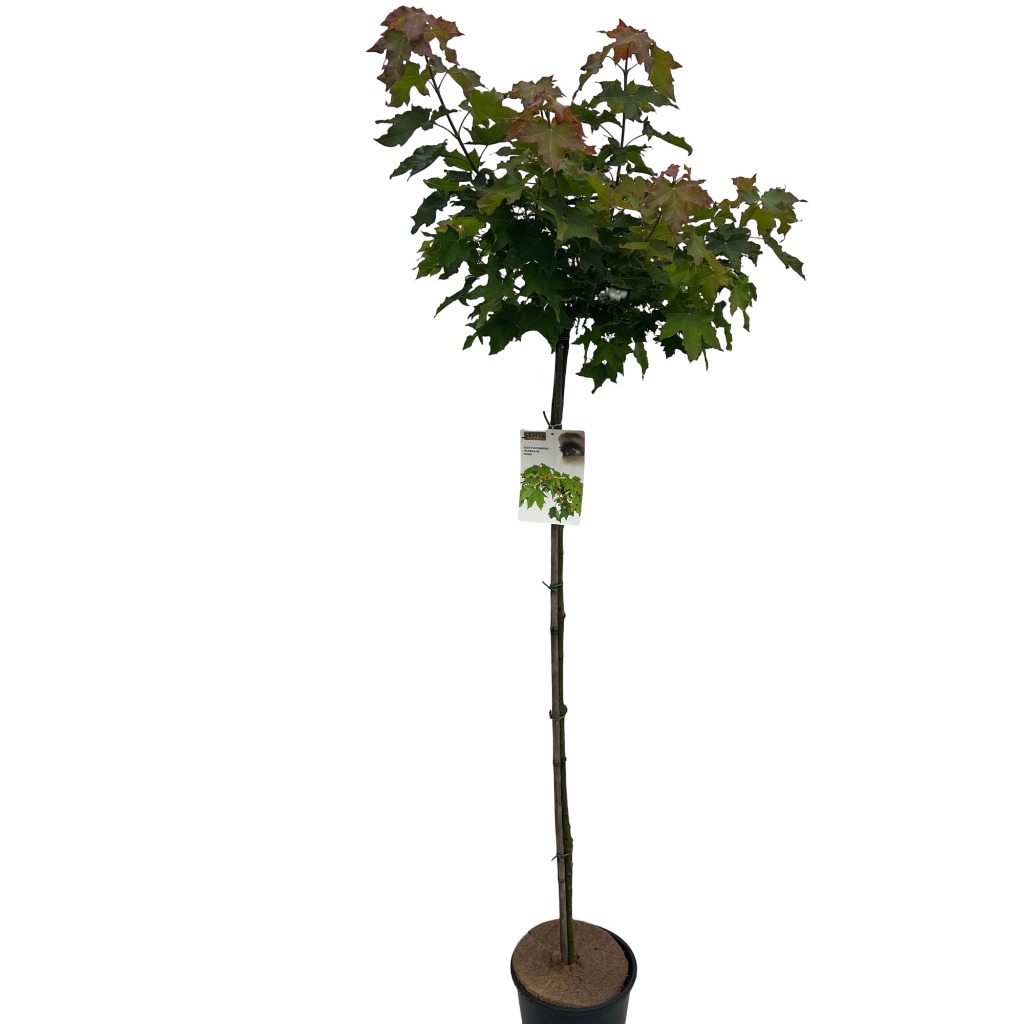 Picture of Acer plat. Globosum P30 (12 Ltr) 150/STD (LOOSE)