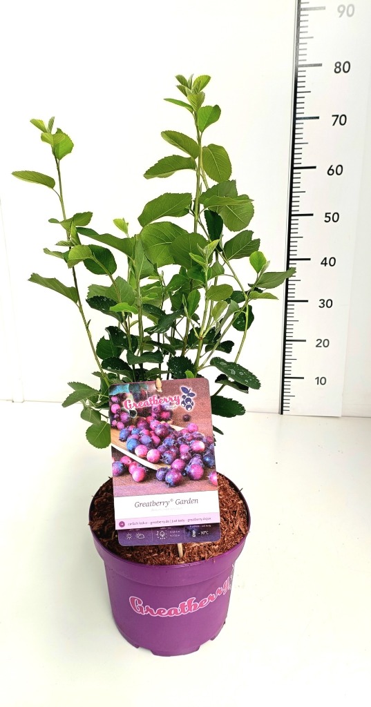 Picture of Amelanchier aln. Greatberry Garden PBR P23 (5 Ltr)