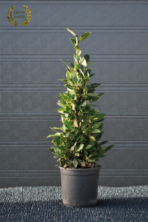 Picture of Laurus nobilis P20 (3,5 Ltr) Pyramids 90/cm incl pot