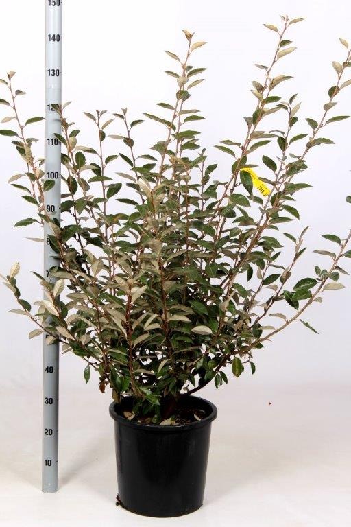 Picture of Elaeagnus ebbingei Compacta C18 100/125