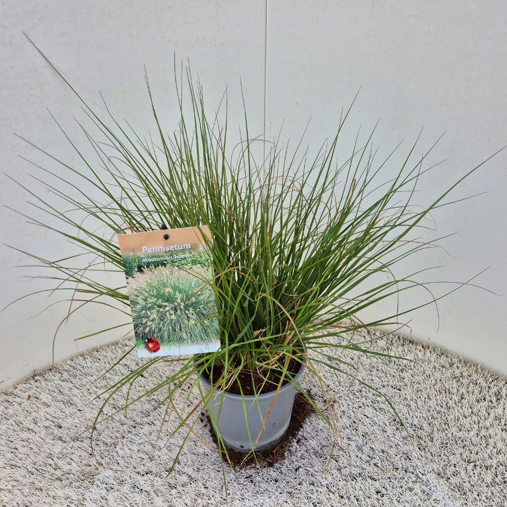 Pennisetum al. Hameln