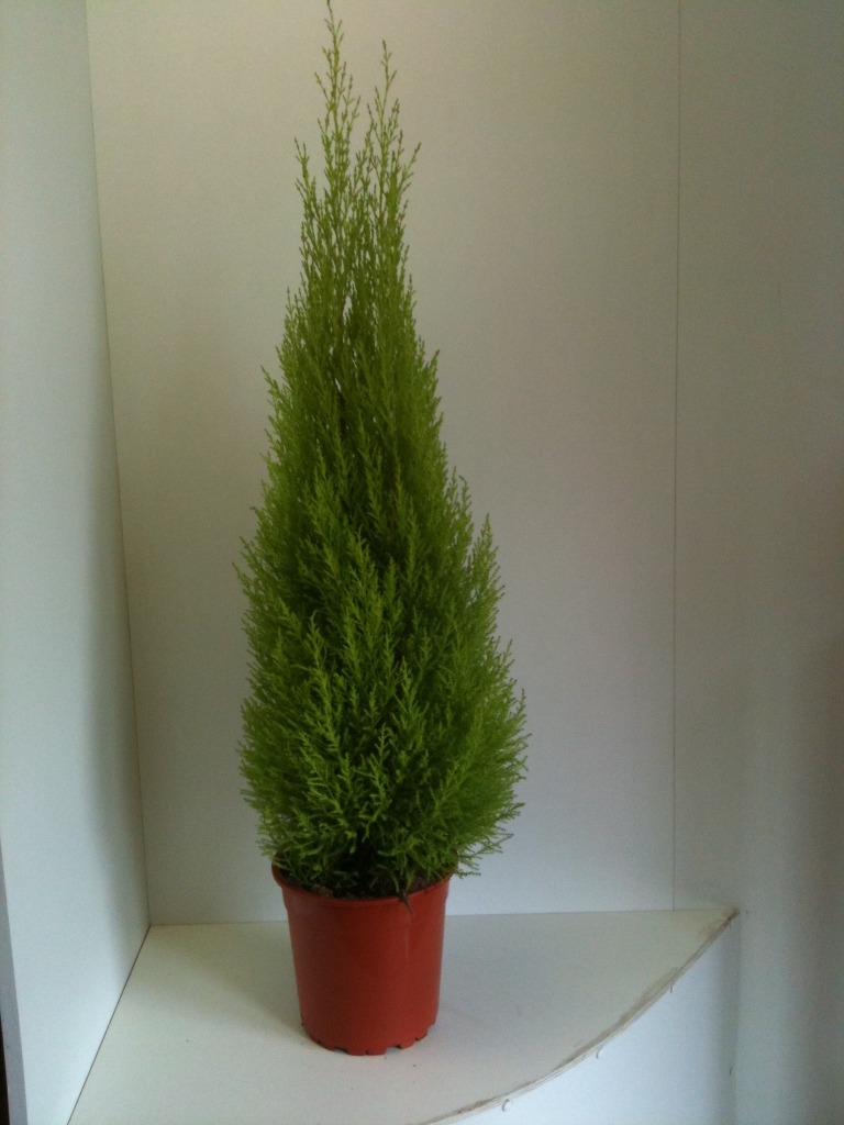 Picture of Cupressus macr. Goldcrest Wilma P24 (6 Ltr) 130/CM-INCLPOT