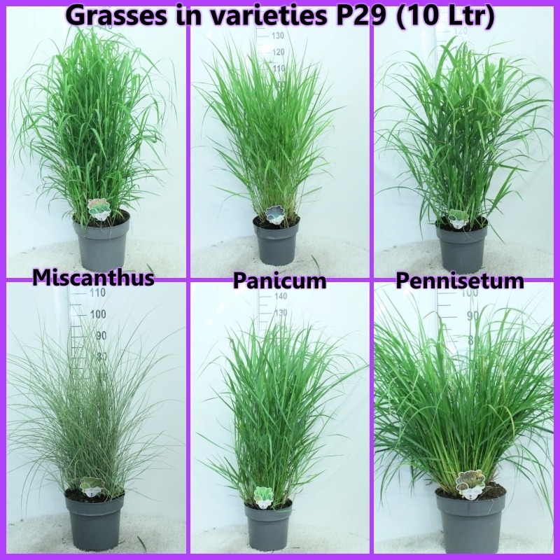 Picture of Trolley Deal 2025 Grasses in varietes P29 (10 Ltr)