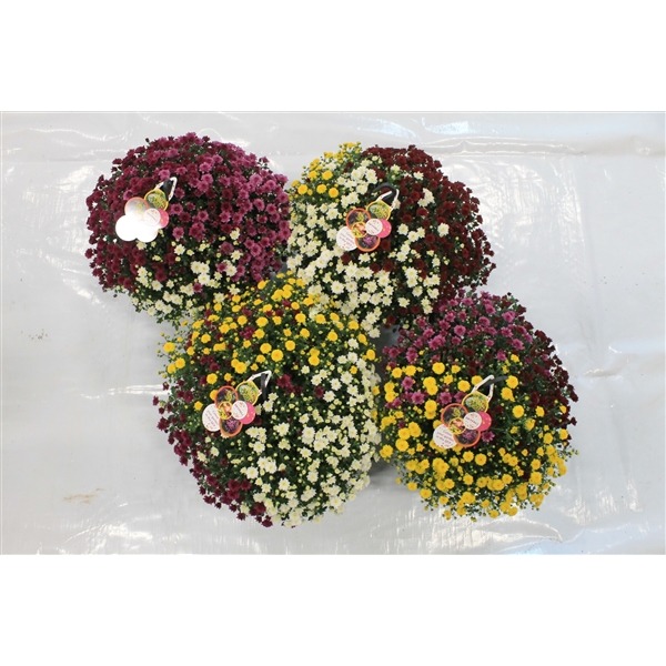 Picture of Trolley Deal 2024 Chrysanthemum Skyfall trio BALL P23 (5 Ltr) A8