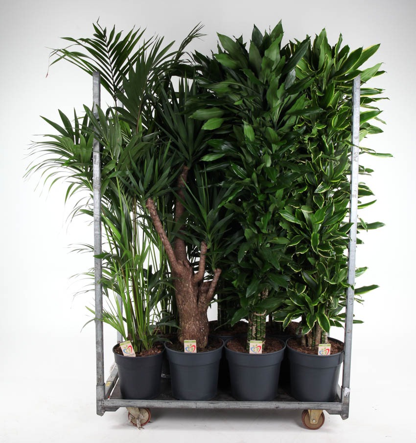 Picture of Trolley Deal 2024 Houseplants in varieties Summer Promo 08 P34 height 180 cm J6