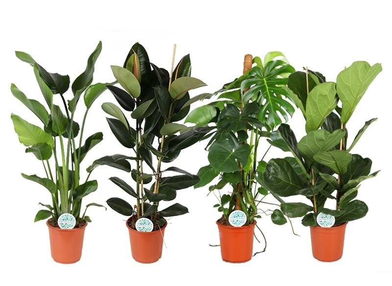 Picture of Trolley Deal 2024 Houseplants in varieties Forest P24 (6 Ltr) height 115-140 cm F.O. (212)