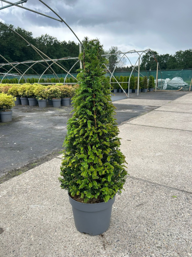 Taxus Baccata