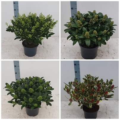 Picture of Trolley Deal 2024 Skimmia in 4 exclusive varieties mixed sizes F.O. (194)