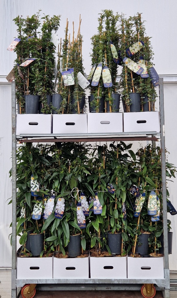 Picture of Trolley Deal AC25 Clematis Evergreen in 8 varieties P17 (2 Ltr)