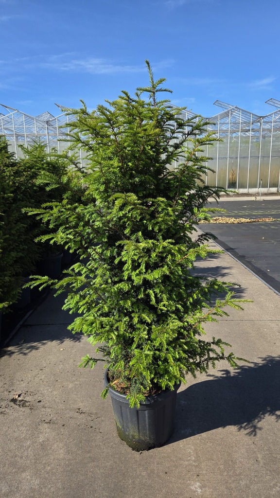 Taxus Baccata