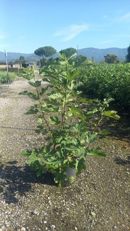 Picture of Ficus carica C10 60/80