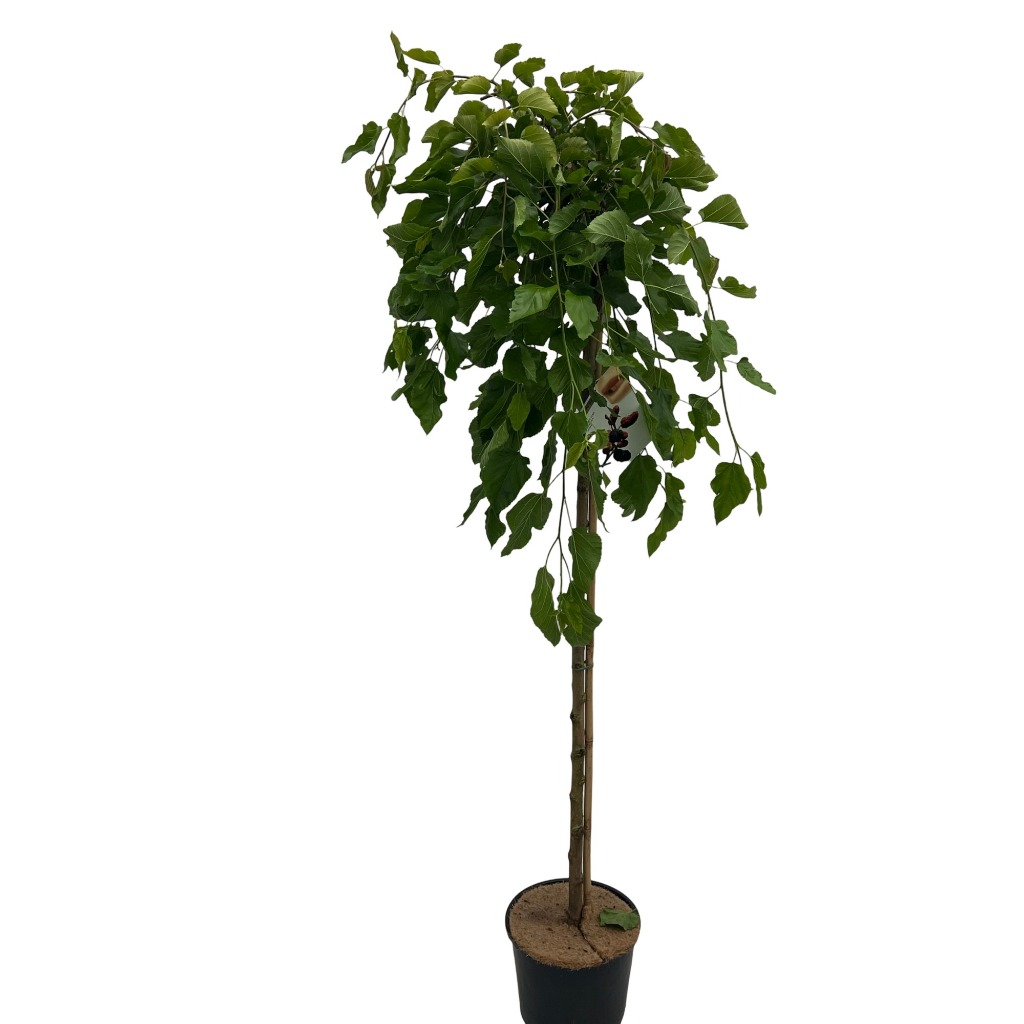 Picture of Morus alba. Pendula P30 (12 Ltr) 150/STD