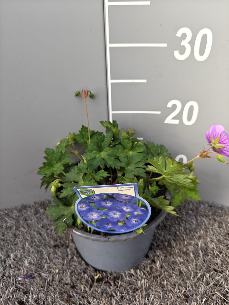 Geranium Rozanne