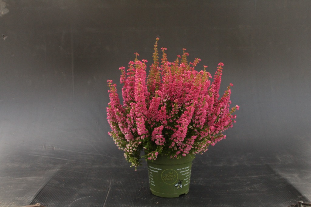 Picture of Erica gracilis Beauty Queens in varieties P11 30-CM