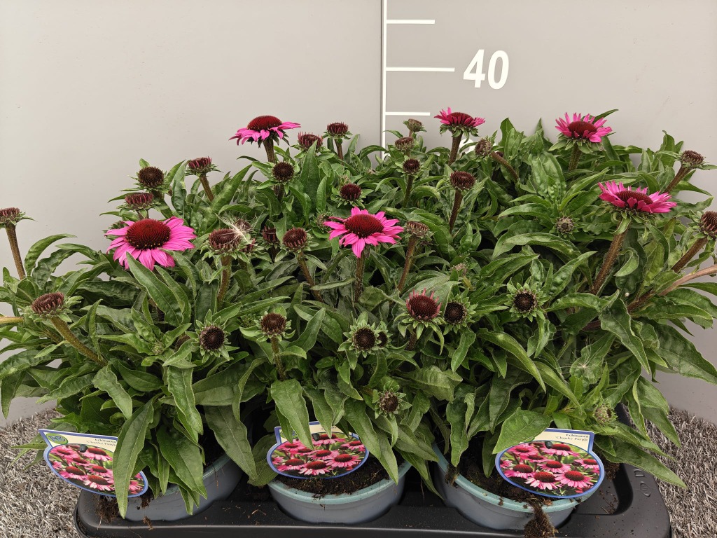 Echinacea Chunky Purple