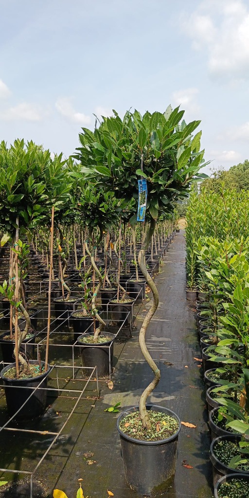 Laurus nobilis
