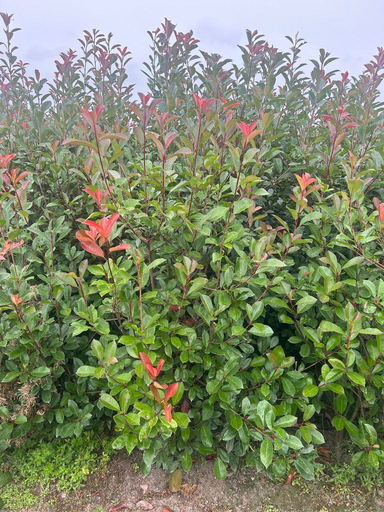 Picture of Photinia fr. Red Robin ROOTBALL 150/175CM