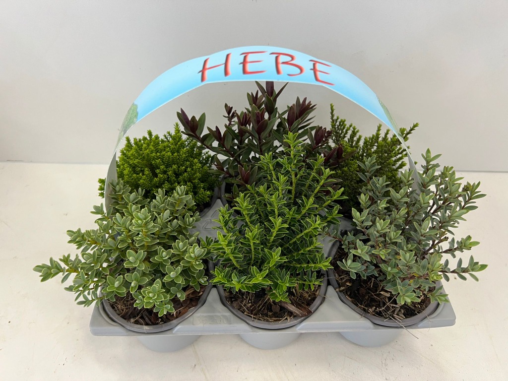 Picture of Hebe in varieties 6-PACKS