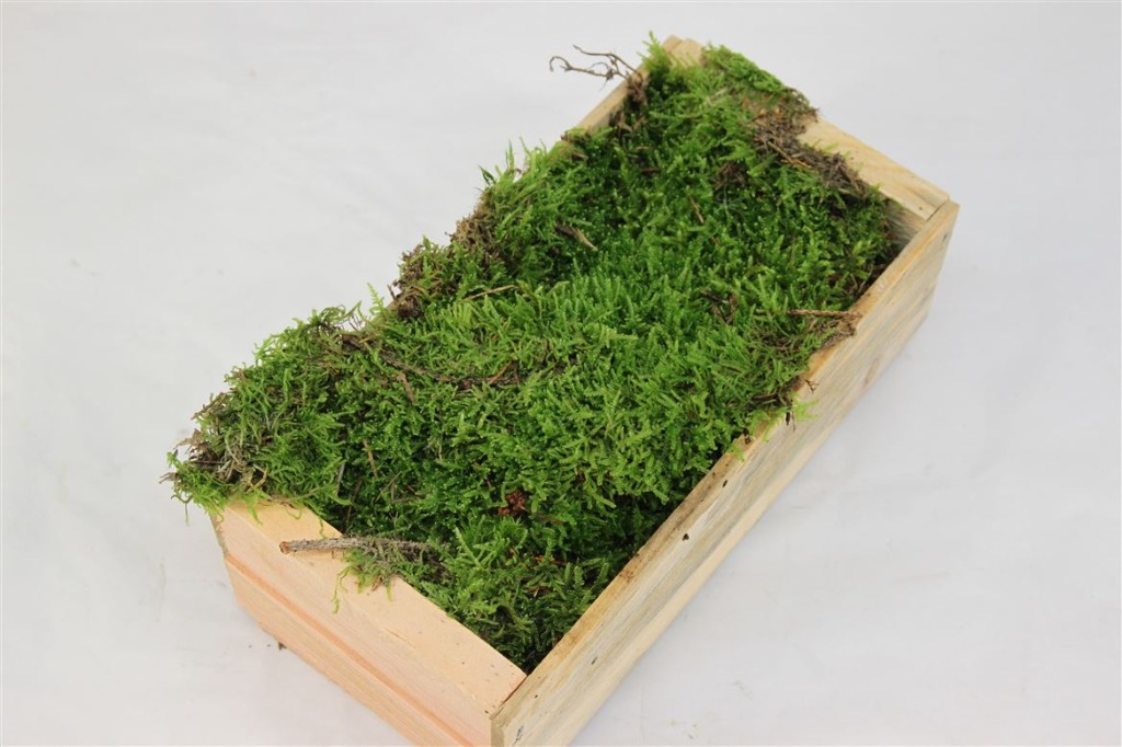 Picture of Carpet (Flat) Moss wooden crate circa 1m²