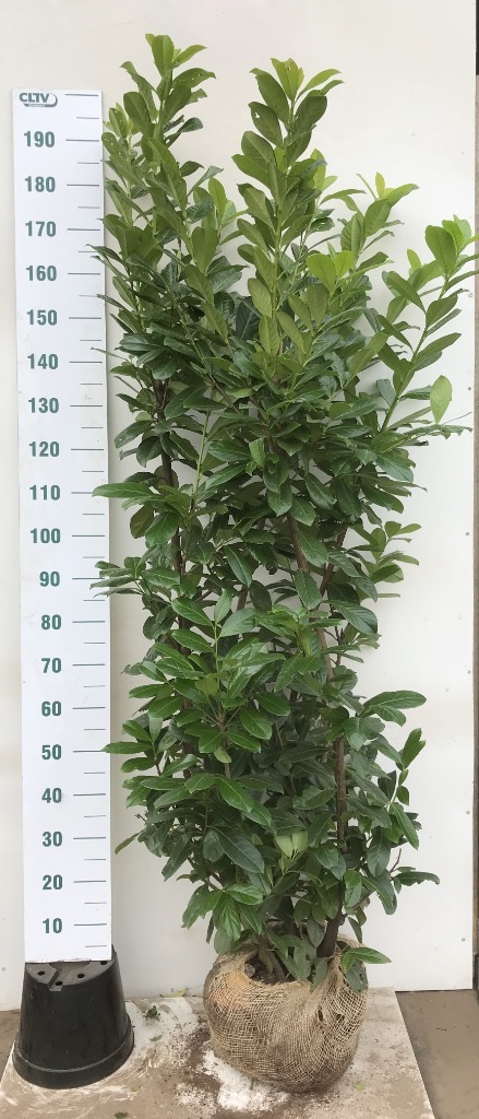 Picture of Pallet Deal 2024 Prunus laur. Novita RB160/180 S9/39