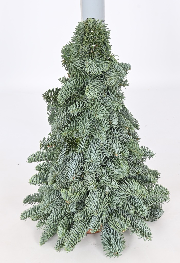 Picture of Abies nobilis mini Trees 30CM