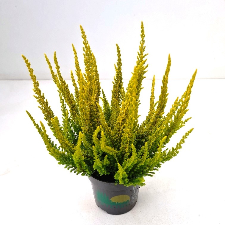 Picture of Calluna Beauty Ladies Skyline Miami (yellow) P11 20-CM