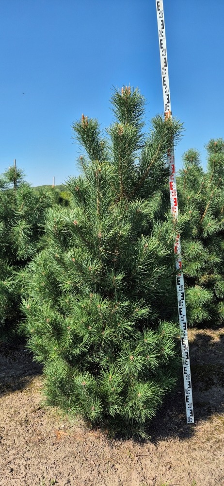 Picture of Pinus sylvestris EXTRA ROOTBALL 175/200CM