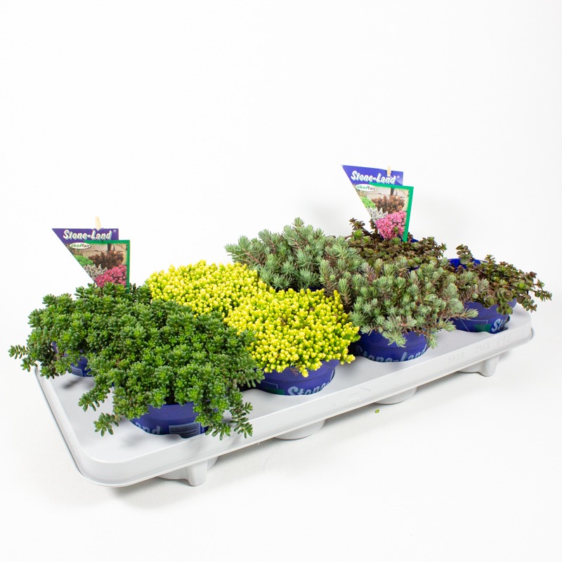 Picture of Stoneland Sedum in varieties P12 20-CM