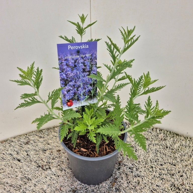 Perovskia atripl. Blue Spire