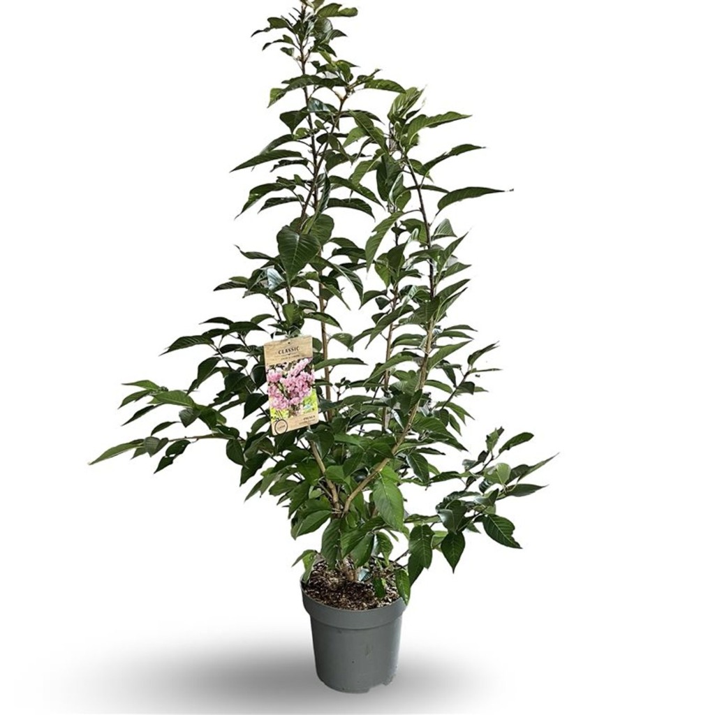Picture of Prunus serr. Kanzan P31-(12-LTR) 125/150CM