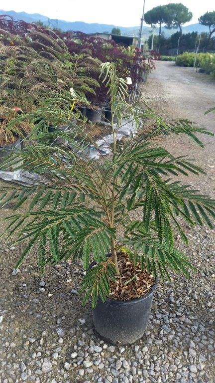 Picture of Albizia julibrissin Ombrella C7 BUSH