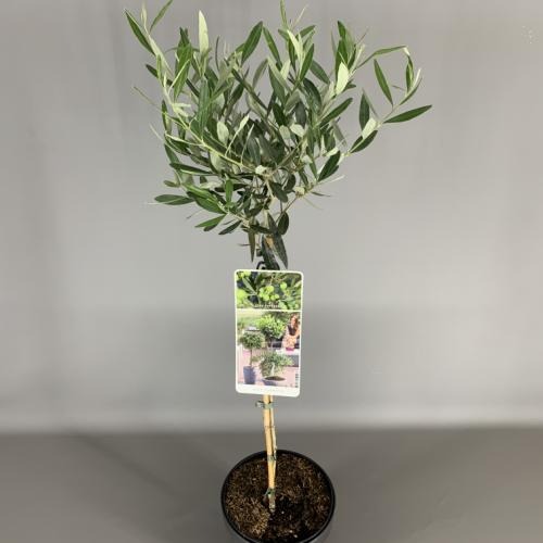 Picture of Olea europaea P19 (3 Ltr) 50/STD