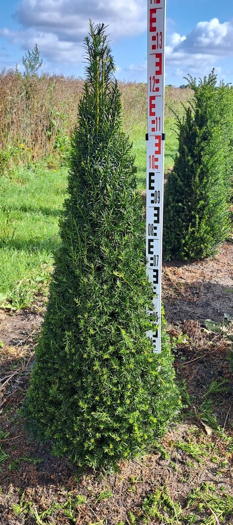 Image de Taxus baccata ROOTBALL Cone 100/125