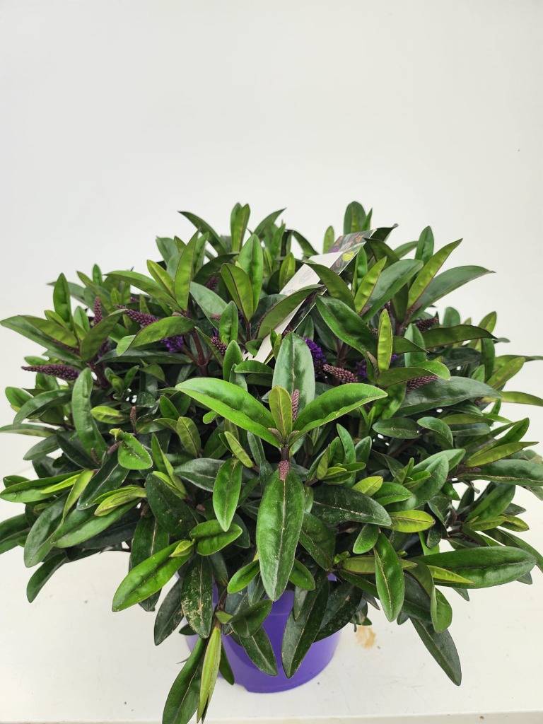Picture of Hebe Queen Kiwi Ottatara P23 (5 Ltr) 40-CM