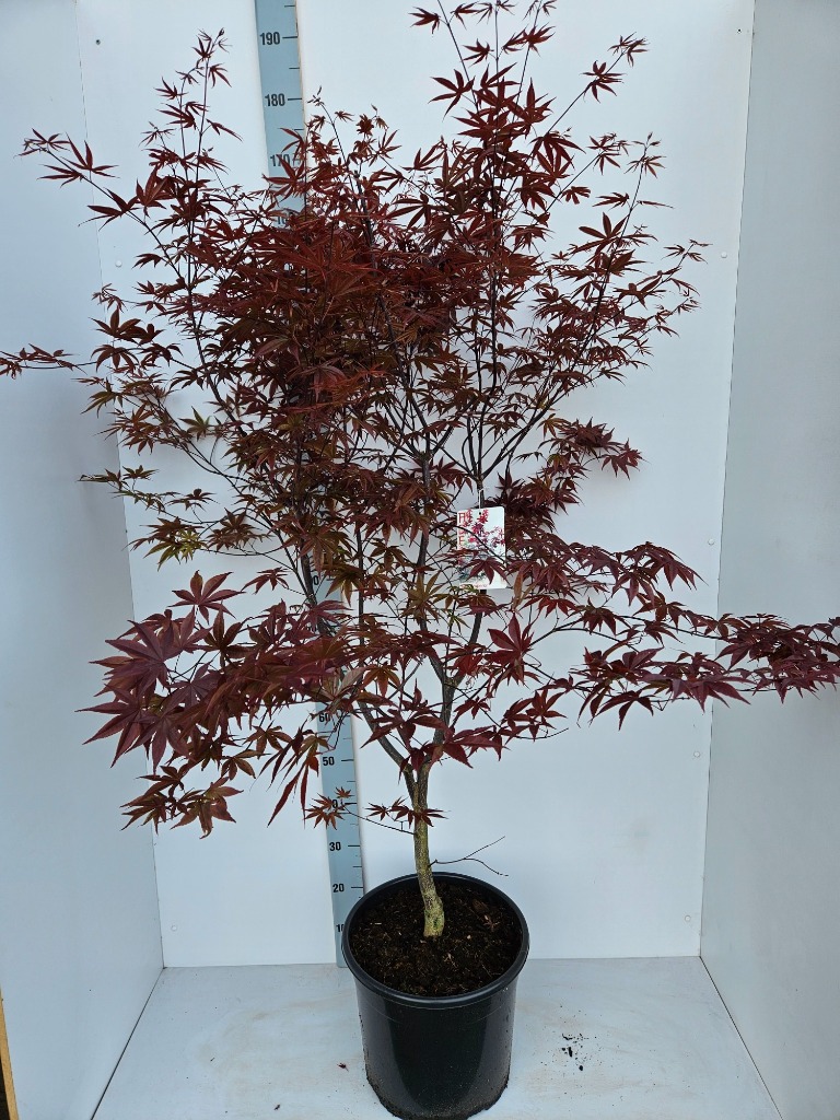 Picture of Acer Red Emperor C35 160/+