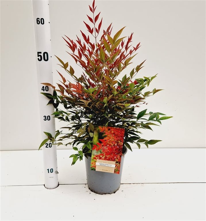 Picture of Nandina dom. Obsessed P18 (2.5 Ltr) 30/40CM