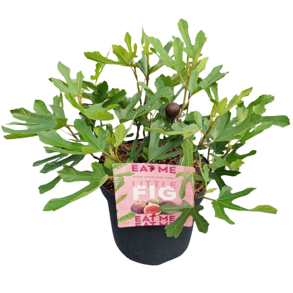 Picture of Ficus Little Miss Figgy P26 (7.5 Ltr)